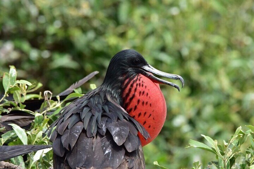 Of all the birds that are part of the animal kingdom, the magnificent frigatebird is one of the most incredible thanks to the uncanny ability of males to inflate their large red chest.