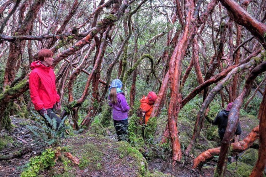 Paper tree forest hike