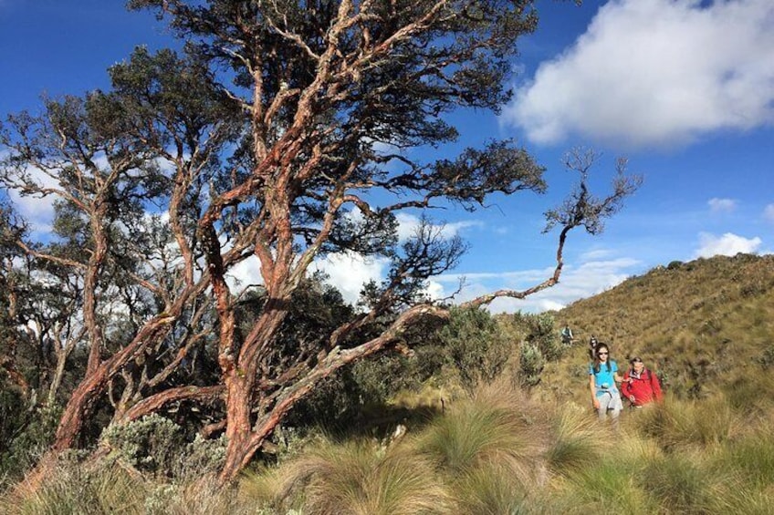 Cajas National Park Hike through the moorlands 