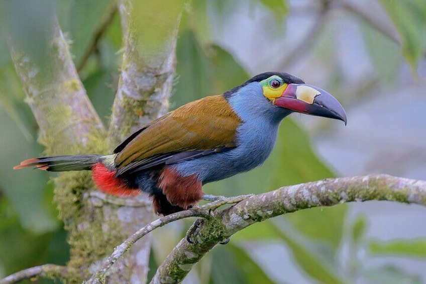 Private Cajas National Park Tour through Cloud Forest and Moorlands