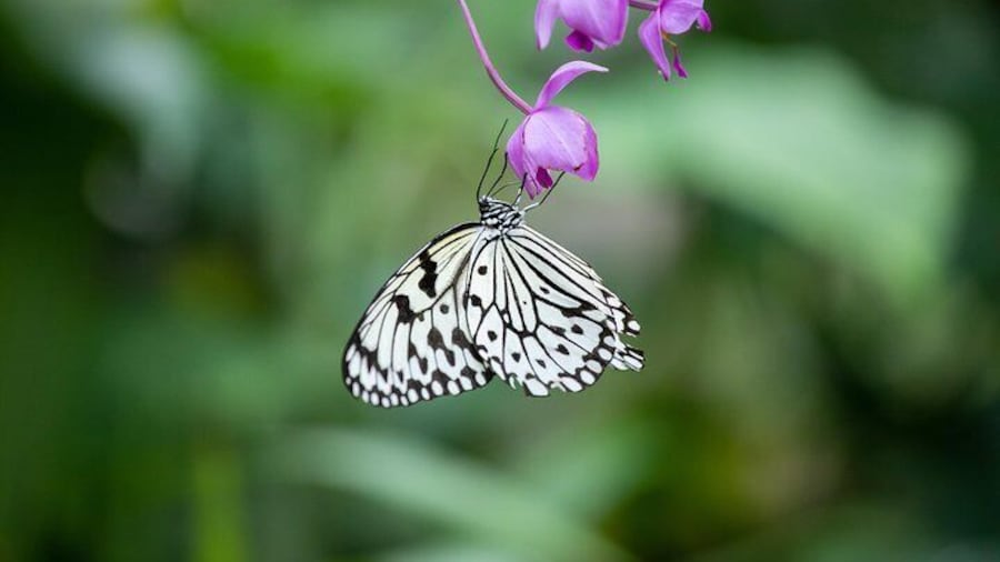 Houston Museum of Natural Science and Cockrell Butterfly Center
