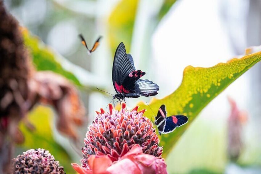 The Cockrell Butterfly Center Admission in Houston