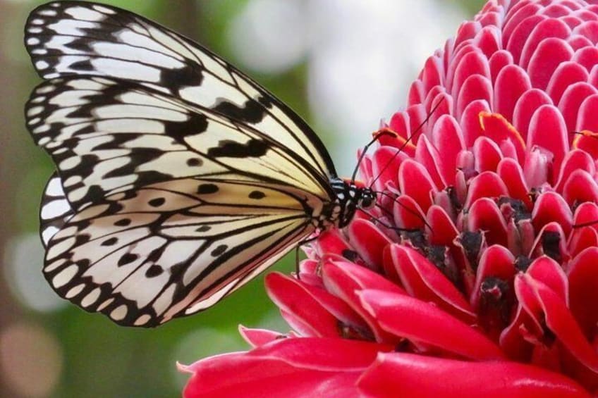 The Cockrell Butterfly Center Admission in Houston