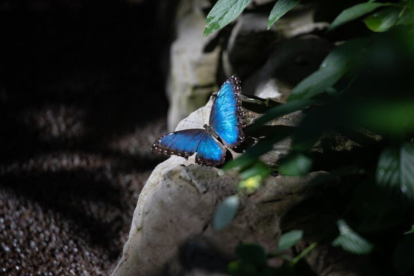 The Cockrell Butterfly Center Admission in Houston