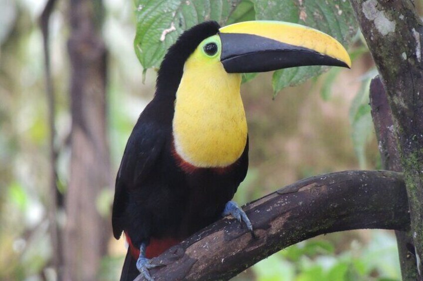 Black mandibled Toucan.