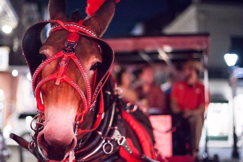 New Orleans Small-Group Haunted History Carriage Tour