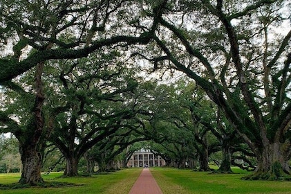 Oak Alley or Laura Plantation Tour from New Orleans