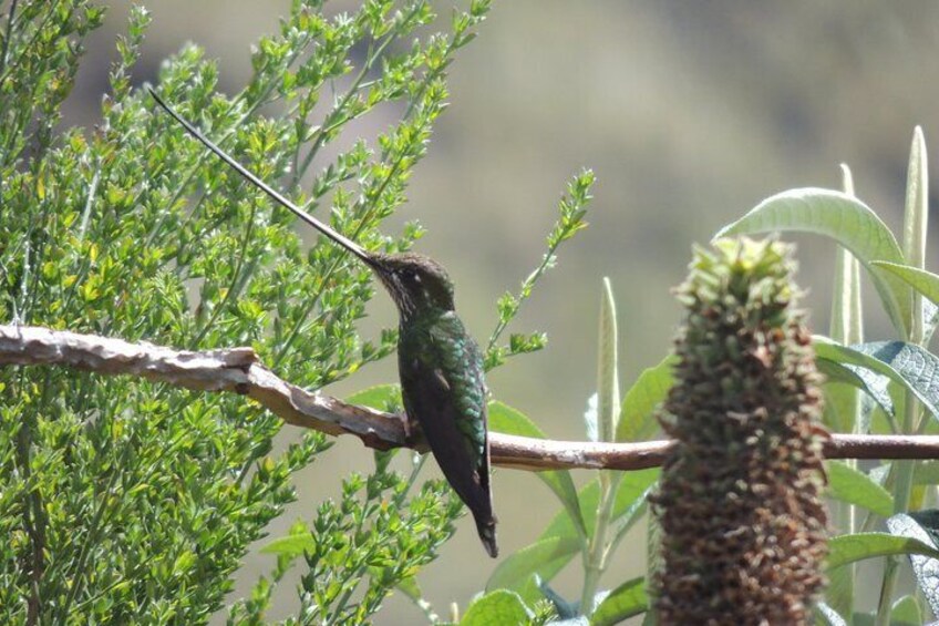 Sword-billed Hummingbird.