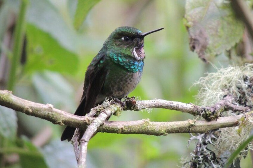 Purple-throated Hummingbird.