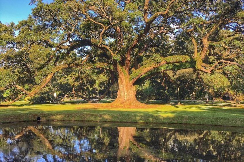 600 Year Old Oak