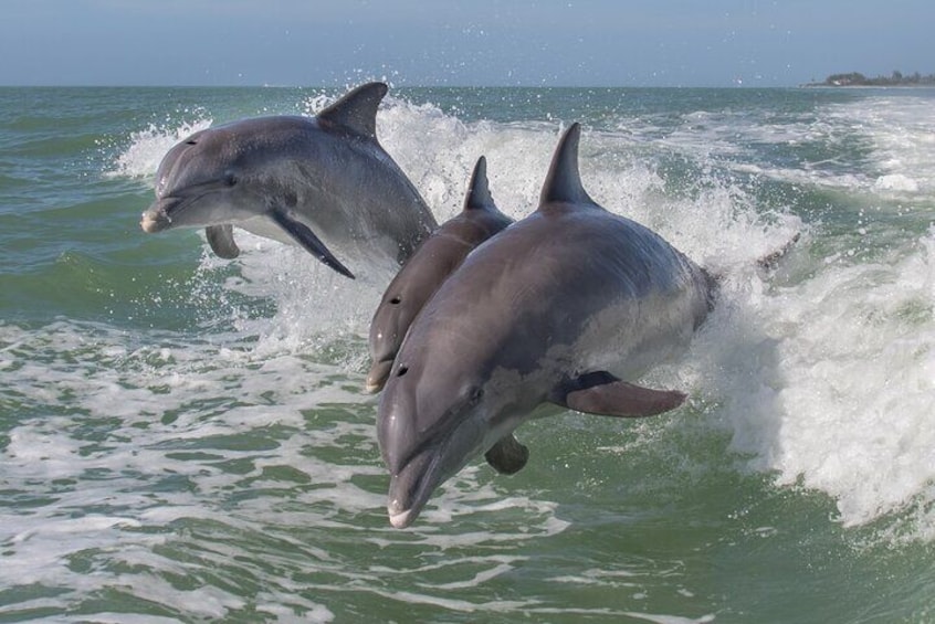 Bottlenose Dolphins 