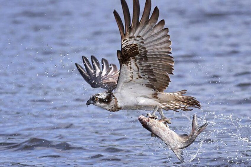 Osprey Hawk