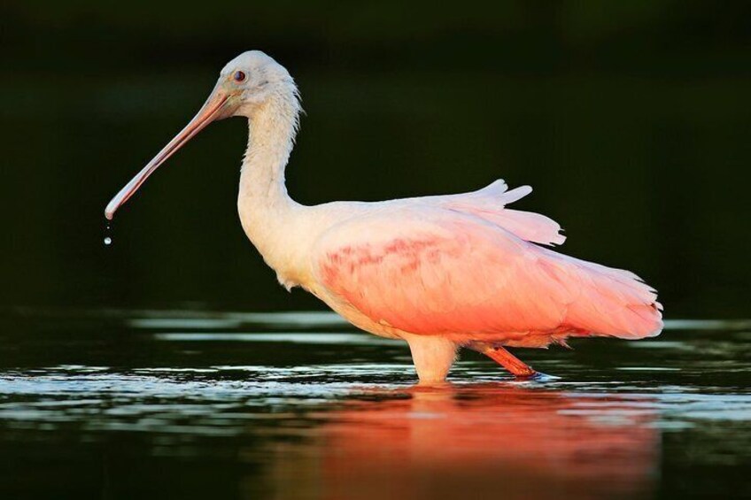 rose cheek spoonbill