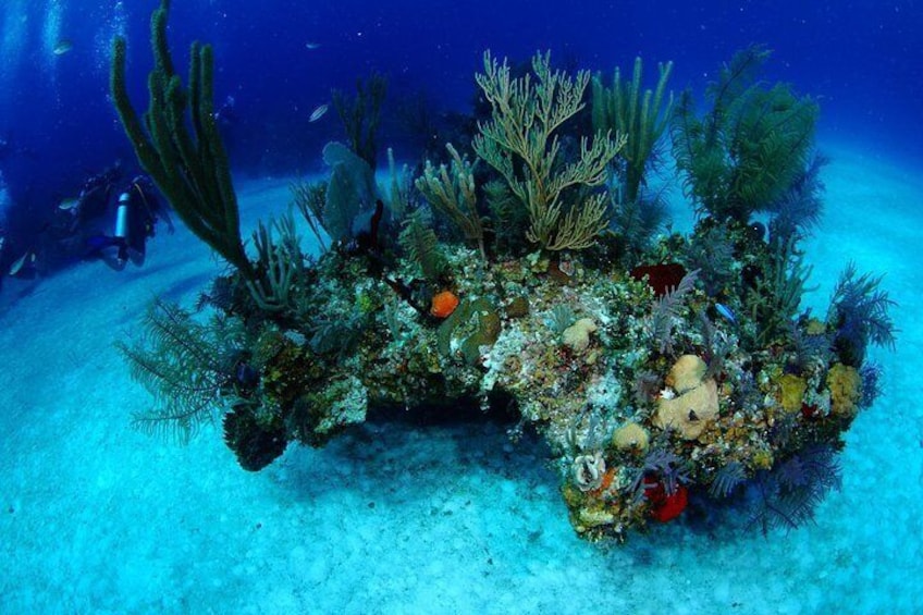 Corals