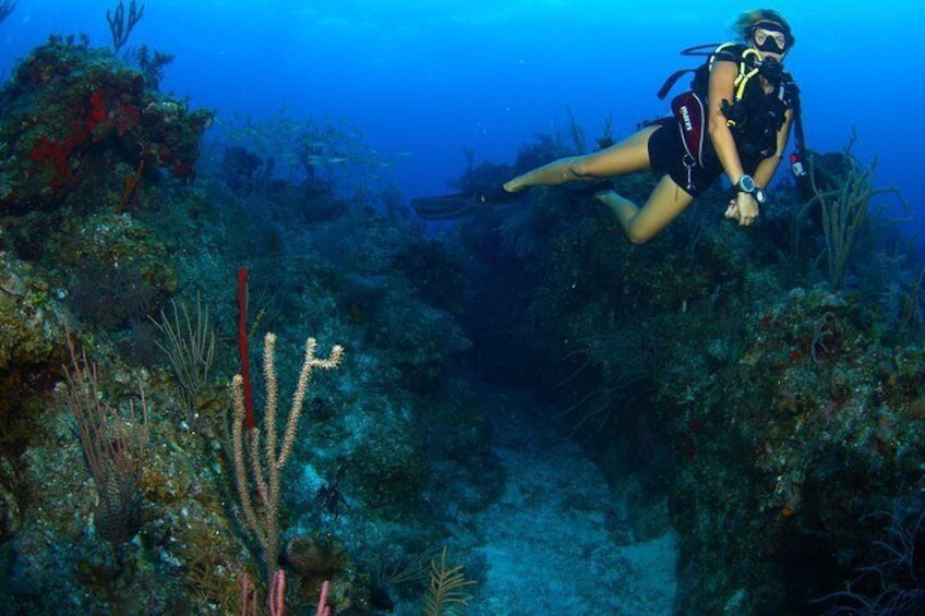 Reefs