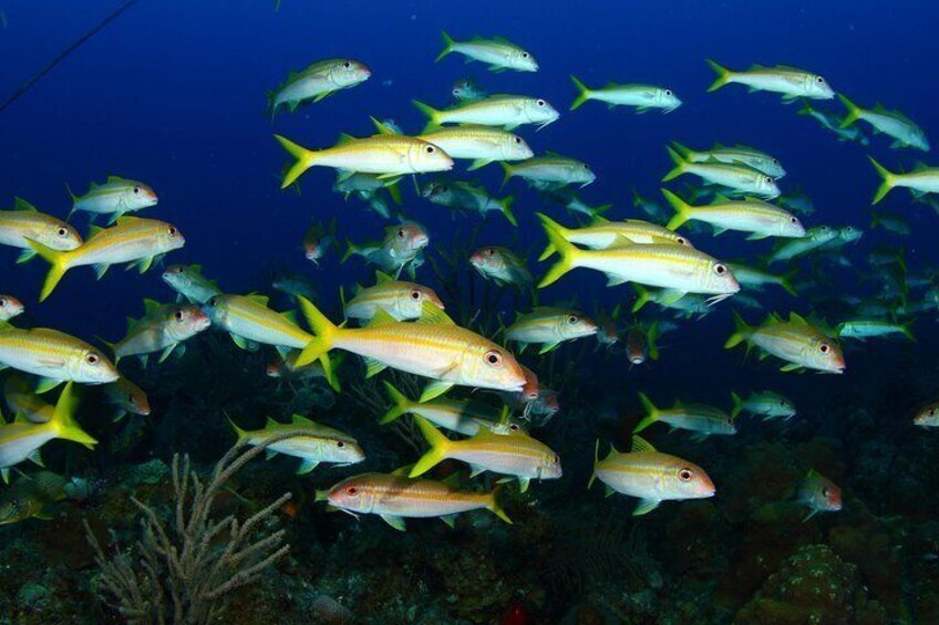 Underwater life