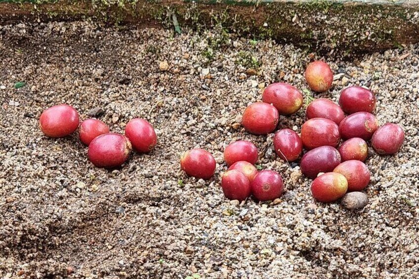 Exclusive Coffee Experience: Hacienda Coloma Tour from Bogotá