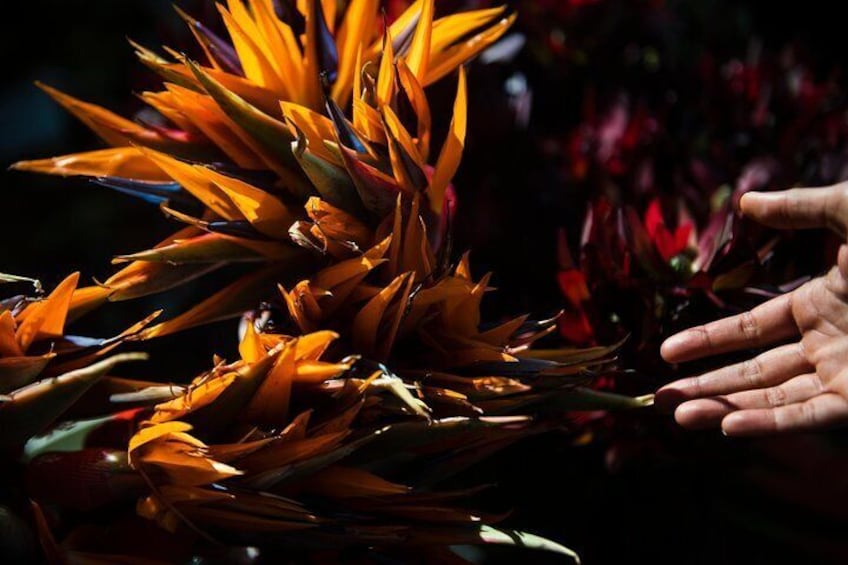 Not only famous for its coffee, Colombia as one of the world’s top flower producers grows many species such as the Birds of Paradise.