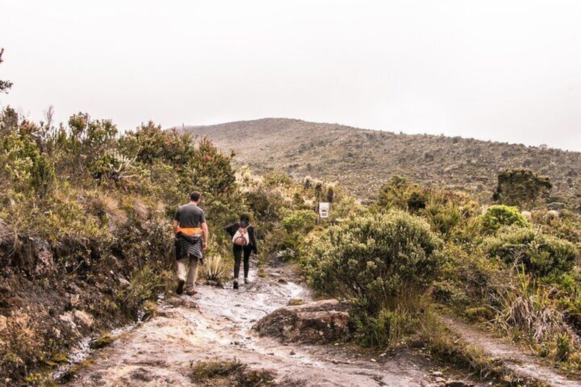 Chingaza National Park Day Tour from Bogotá: Explore Andean Wilderness