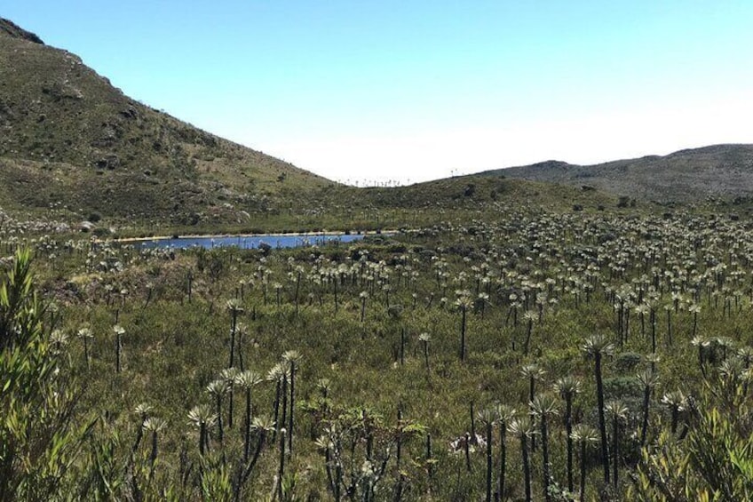 Chingaza National Park Day Tour from Bogotá: Explore Andean Wilderness