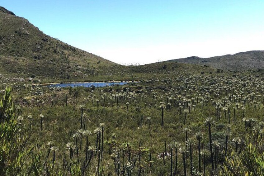 Chingaza National Park Day Tour from Bogotá: Explore Andean Wilderness
