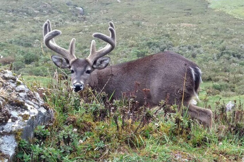 Chingaza National Park Day Tour from Bogotá: Explore Andean Wilderness