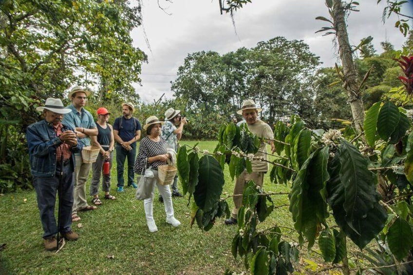 Full-Day Coffee Farm Experience at Hacienda Coloma from Bogotá