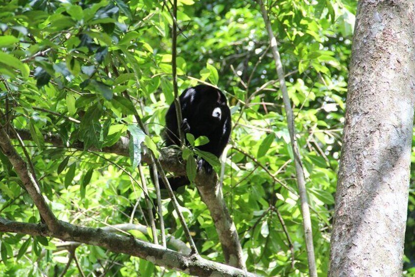 Black Howlers can be spotted during your hiking tour of Xunantunich.