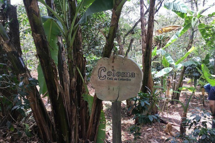 Coffee Farm Hacienda La Coloma Day Tour + Optional Lunch