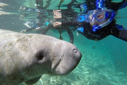 Manatee Snorkel Tour with In-Water Divemaster/Photographer