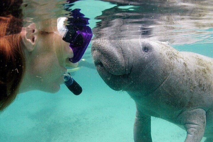 Face to Face with a Manatee!