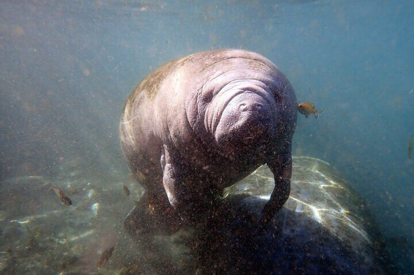 Manatee Eco System