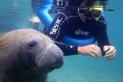 The 'OG' Manatee Snorkel Tour with In-Water Guide/Photographer