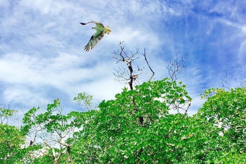 Diverse Bird Species 