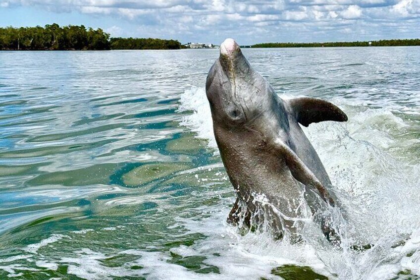 Dolphin and Shelling Cruise for up to 12 people