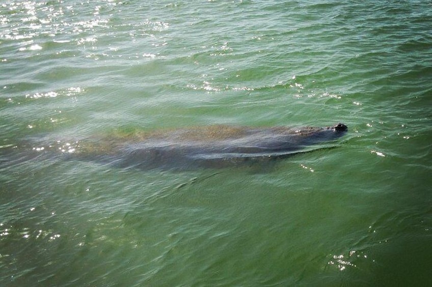 Manatee