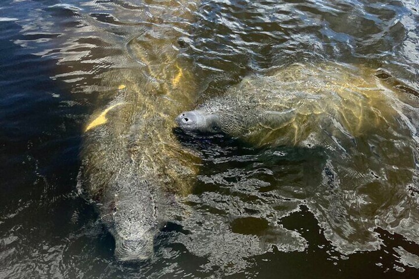 Manatee Sightseeing and Wildlife Boat Tour