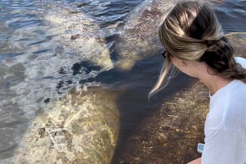 Get up close to these precious sea cows