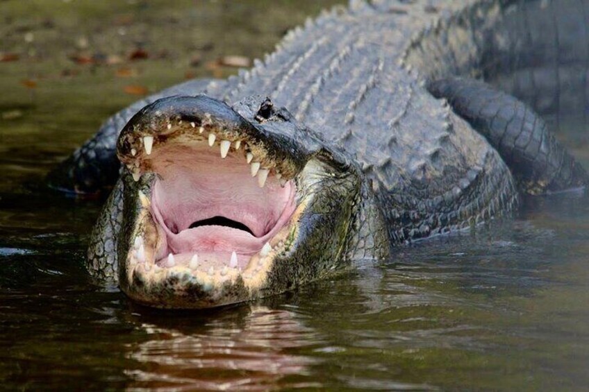 Get up close to alligators from the safety of a boat