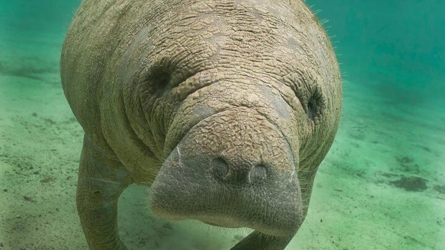 Cute Manatee