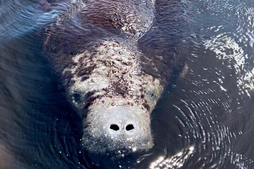 Manatee Sightseeing and Wildlife Boat Tour