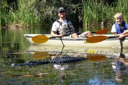 Ruta ecoturística en kayak por los túneles de manglares