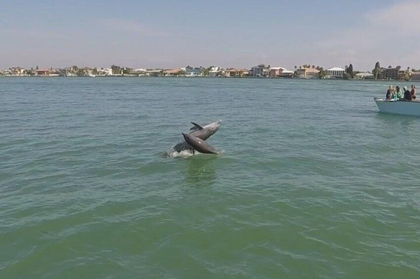 Shared 2 Hours Dolphin Watch Cruise with Snorkeling to Shell Key