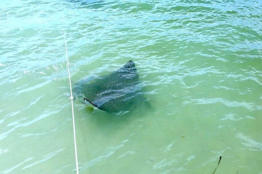 Shared 2 Hours Dolphin Watch Cruise with Snorkeling to Shell Key