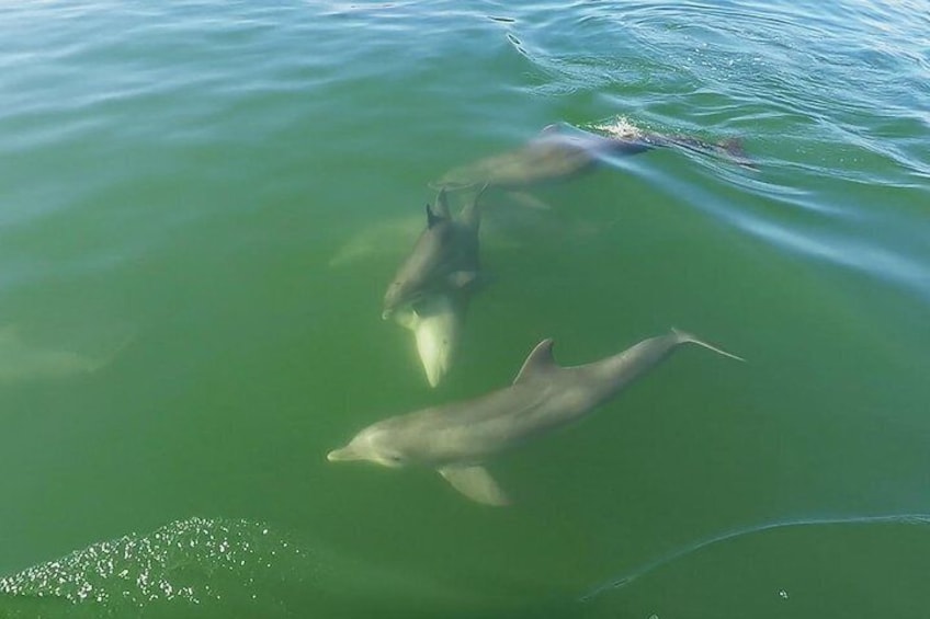 Friendly dolphins