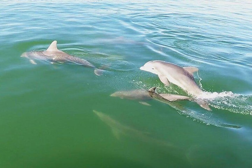 Dolphin Cruise