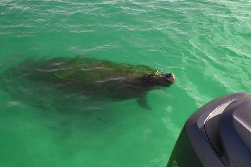 Shared 2 Hours Dolphin Watch Cruise with Snorkeling to Shell Key