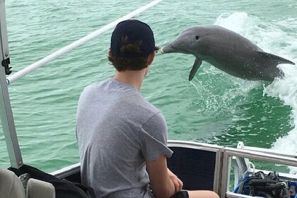 Small Group 2 Hour Dolphin Cruise with Snorkelling to Shell Key