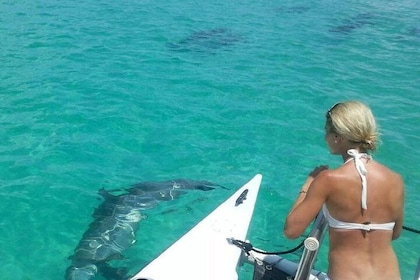 Croisière avec observation des dauphins sauvages et snorkeling en eaux peu ...