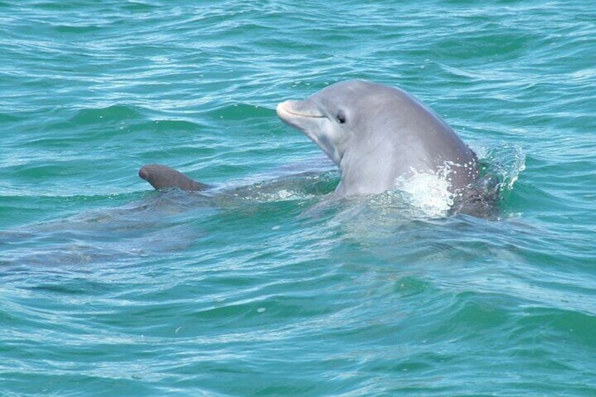 Dolphins love to be social